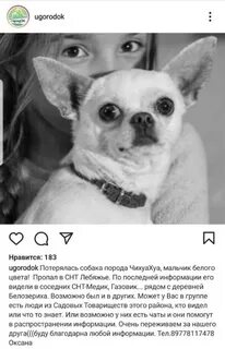 В ее черепной коробке нету чихуахуа ремикс