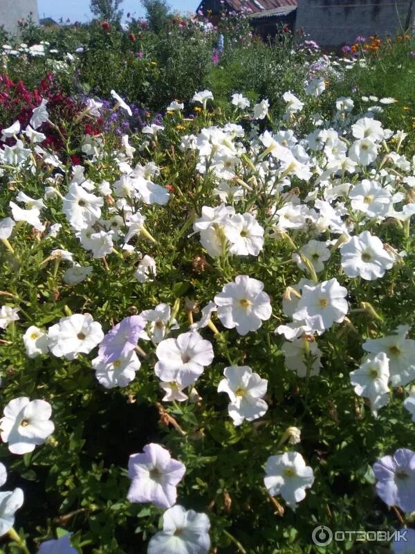 Петуния снежный шар многоцветковая. Петуния кружевница. Петуния суперкаскадная уайт. 1г (гш). Петуния fanfare white.