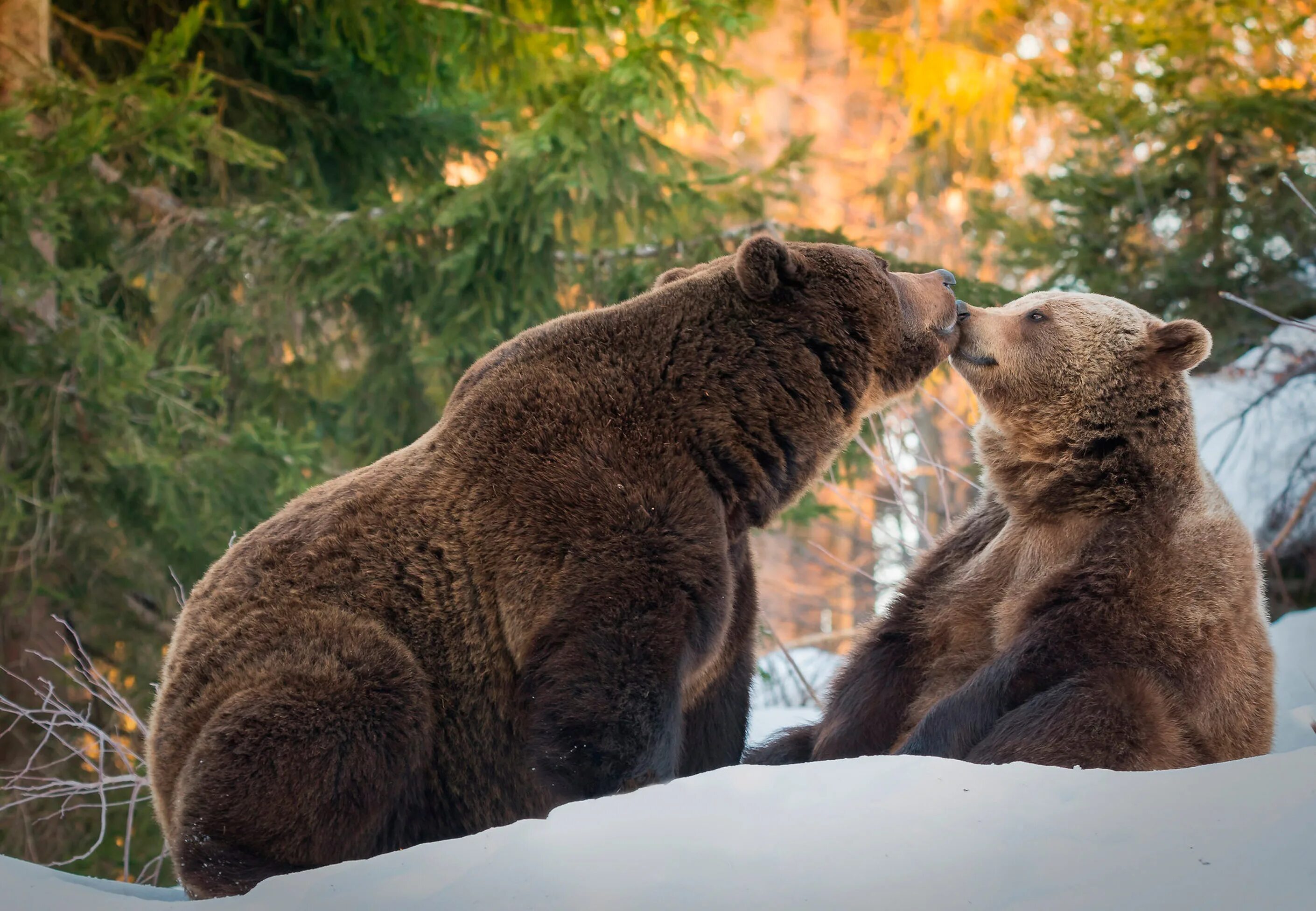 Обидились. Медведи обнимаются. Медведь Медведица Медвежонок. Медведи любовь. Два медведя.