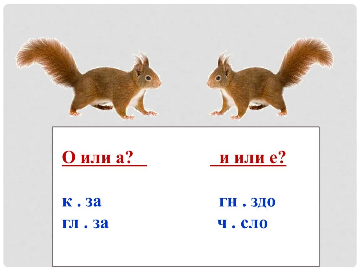 Текст белка 1 класс. Или. А или о 1 класс. Гласные звуки белки. Буквы а а конспект урока 1 класс перспектива.