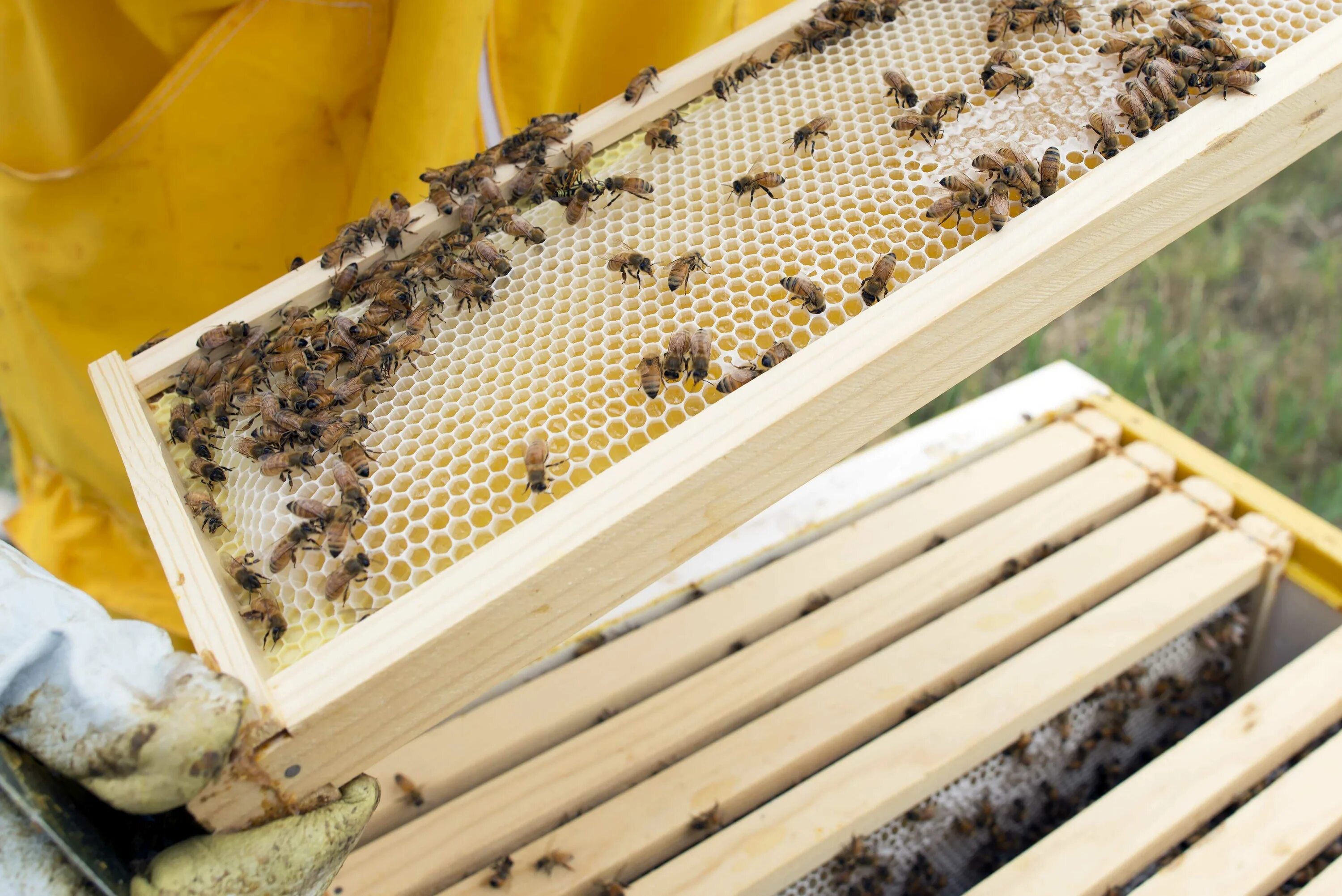 Купить пчелиные рамки. Рамка соты пчелы. Пчелиный улей. Соты в улье. Улей для пчел.