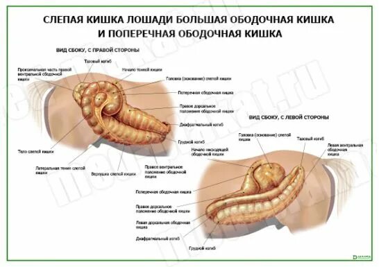 Слепая кишка у животных. Строение Толстого кишечника лошади. Большая ободочная кишка лошади.