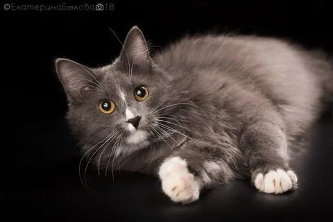Котик лютик
