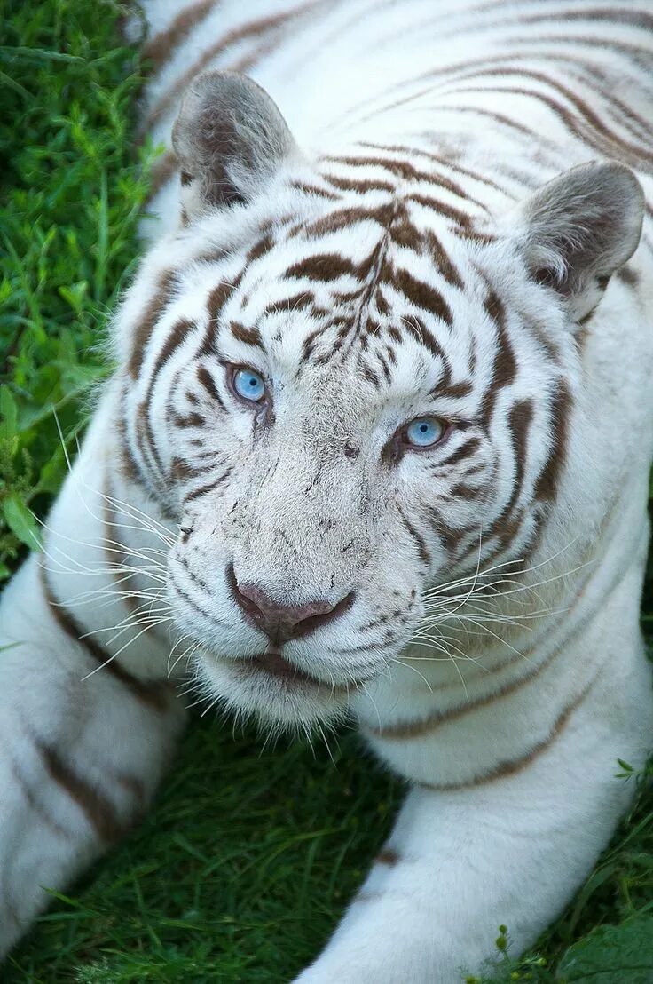 Живут белые тигры. Белый бенгальский тигр. Амурский тигр альбинос. Бенгальский тигр альбинос. Бенгальский Тигренок-альбинос..