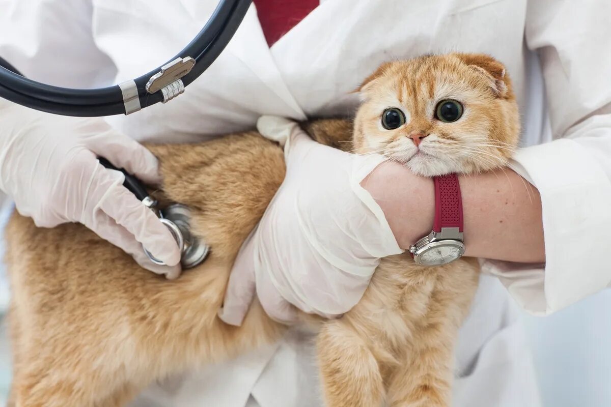 Ветеринар для кошки отзывы. Кот медик. Кошка врач.