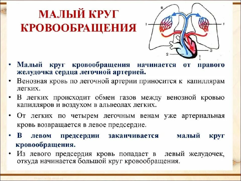Какие сосуды выходят из желудочков