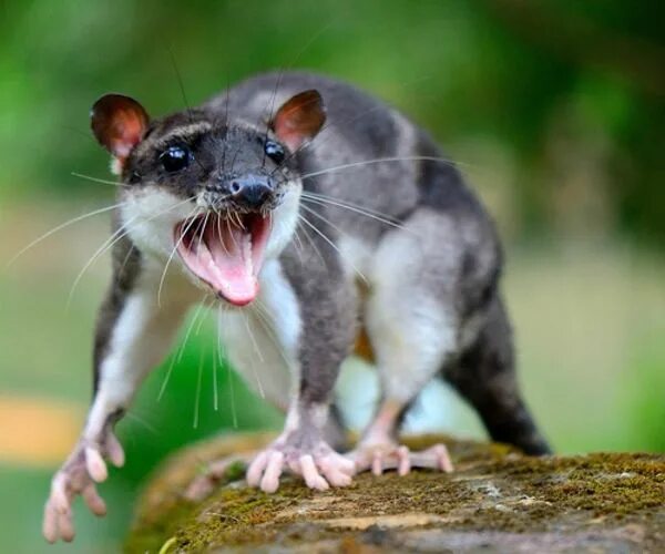 Pest experts in the UK warn: Giant rats can invade your house through the toilet