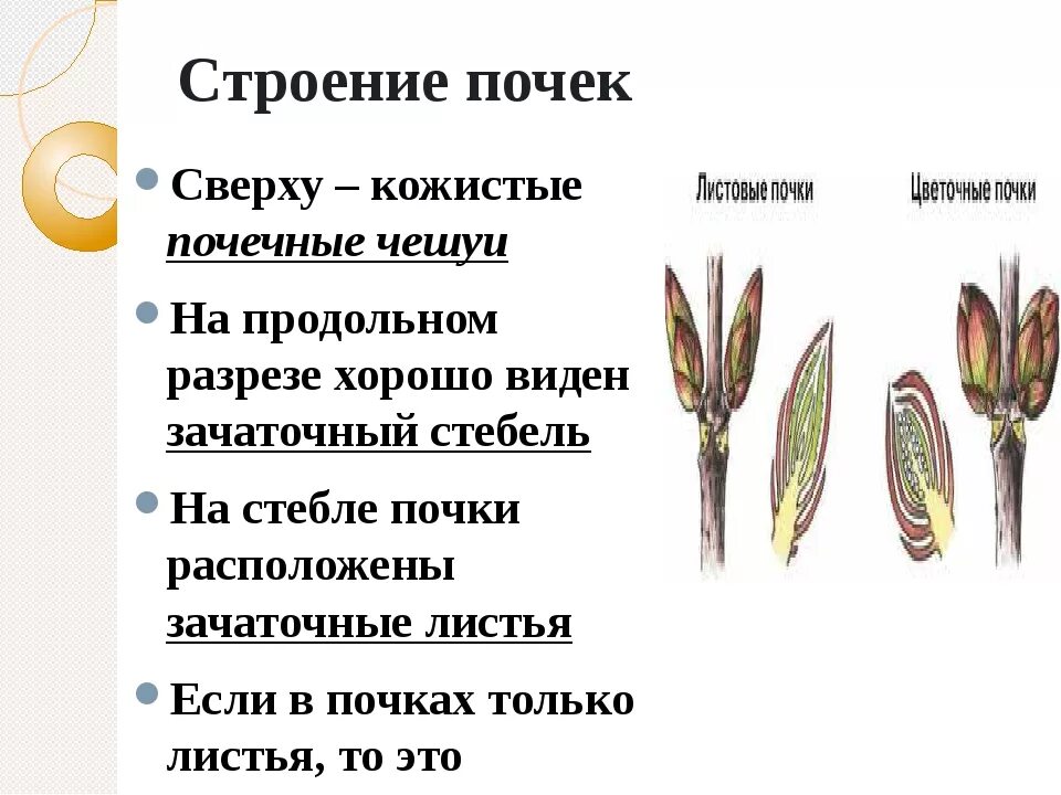 Лабораторная работа по биологии определение местоположения почек