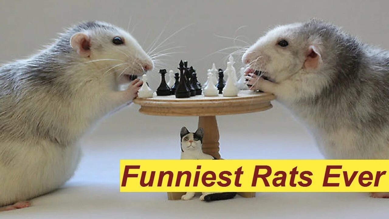 День защиты лабораторных животных. Смешные крыски. Забавные крысы. Крыса прикол. Мышь боксер.