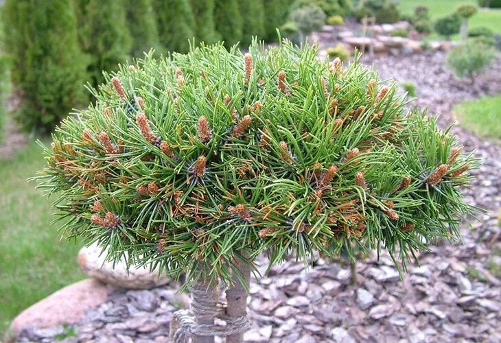 Pinus mugo nerost. Сосна Горная nerost. Сосна Горная (сорт 'nerost'). Pinus mugo Lilliput. Сосна горная карликовая