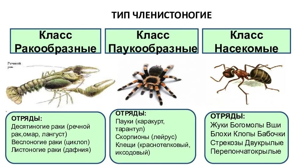 Таблица биология ракообразные. Членистоногие ракообразные паукообразные насекомые. Классы членистоногих 7 класс биология. Биология 7 класс Членистоногие паукообразные. Представители членистоногих 7 класс.