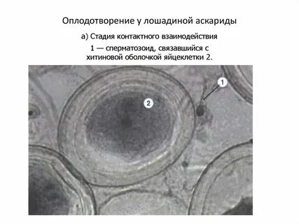 Яйцеклетка лошади