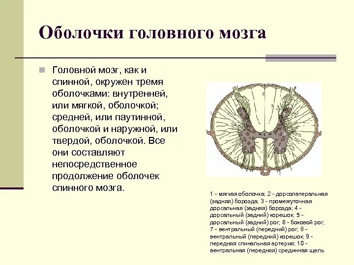 Оболочки защищающие мозг. Головной мозг защищён оболочками. Наружная оболочка спинного и головного мозга. Оболочки и МЕЖОБОЛОЧЕЧНЫЕ пространства головного мозга. Головной мозг окружен 3 оболочками.