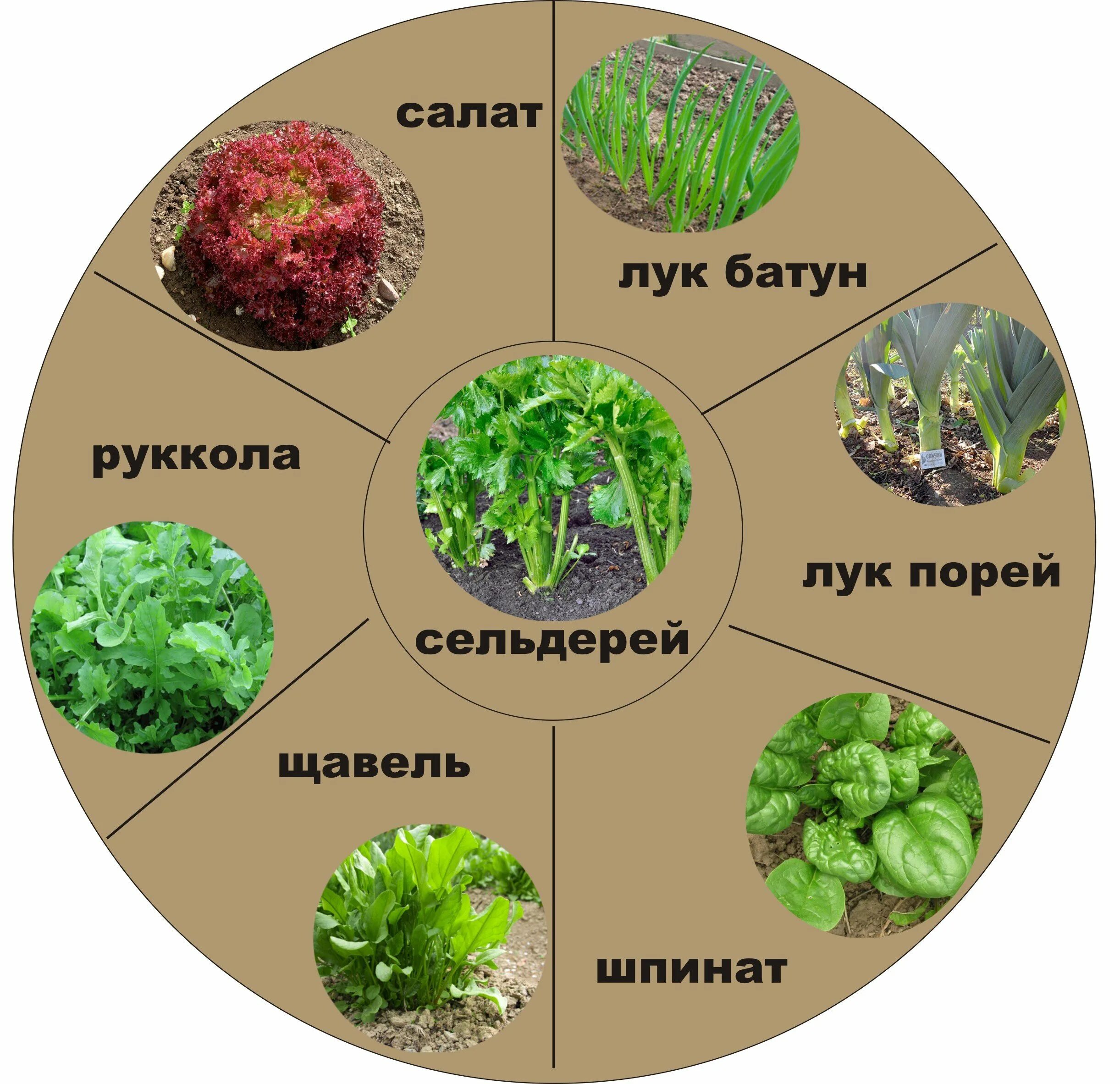 Огородные растения названия. Пряные травы. Пряные травы названия. Пряные травы на огороде перечень. Пряные травы на огороде названия.