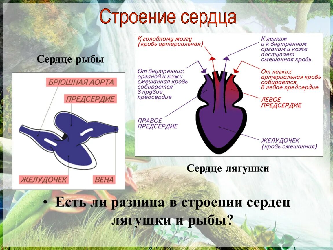 Эволюция сердца у земноводных. Трехкамерное сердце лягушки. Земноводные строение сердца. Схема строения сердца земноводных. Сердце рыбы.