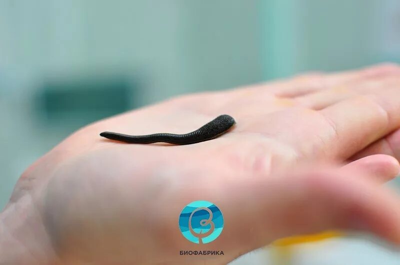 Краснодарские пиявки. Медицинская пиявка hirudo medicinalis. Краснодарские пиявки. Королевская пиявка амазонка. Гигантские пиявки амазонки.