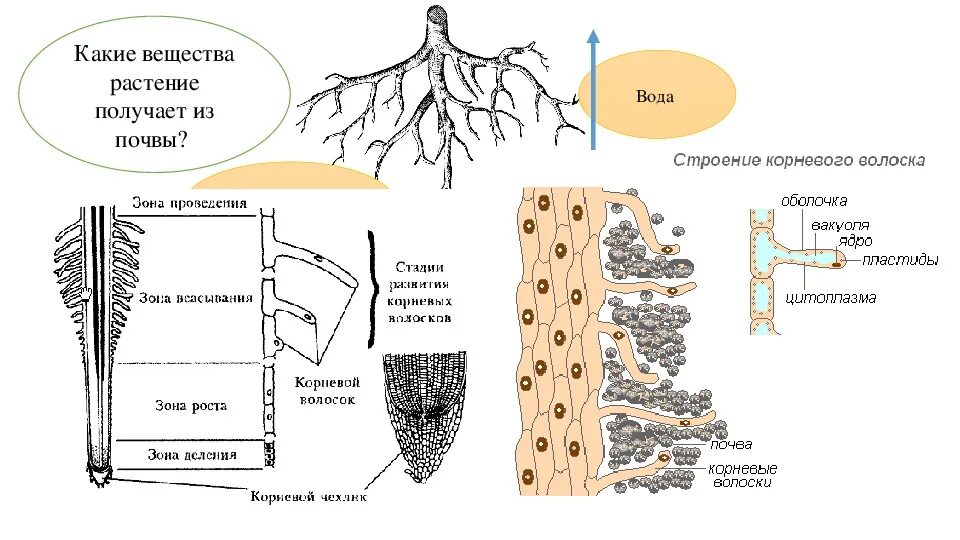 Минеральное питание клеток. Схема корневого питания. Минеральное и Корневое питание растений. Схема продвижения веществ поглощенныхкорневыми волосками. Поглощение корнями воды и Минеральных веществ.