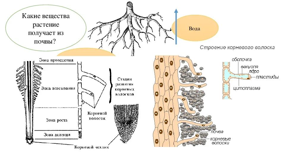 Какая зона корня обеспечивает поглощение воды. Схема корневого питания. Минеральное и Корневое питание растений. Схема продвижения веществ поглощенныхкорневыми волосками. Поглощение корнями воды и Минеральных веществ.