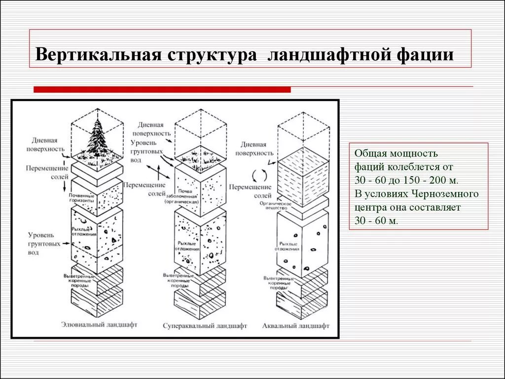 Вертикальное (ярусное) строение ландшафта. Горизонтальная и вертикальная структура ландшафта. Вертикальная структура ландшафта схема. Ландшафтная структура территории схема. Примеры вертикальной структуры