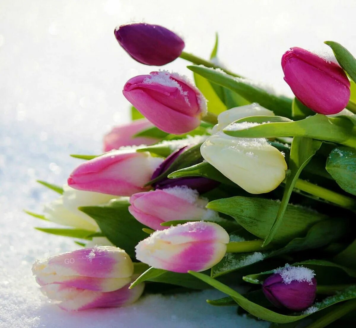 Нежные тюльпаны. Весенние тюльпаны. Тюльпаны в снегу. Тюльпаны открытка. С праздником весны нежности очарования