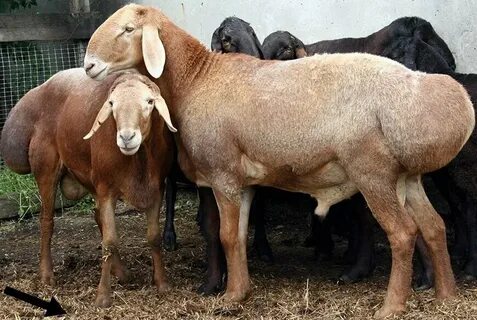 Қонақтар үшін жалаңаш порно ашылды