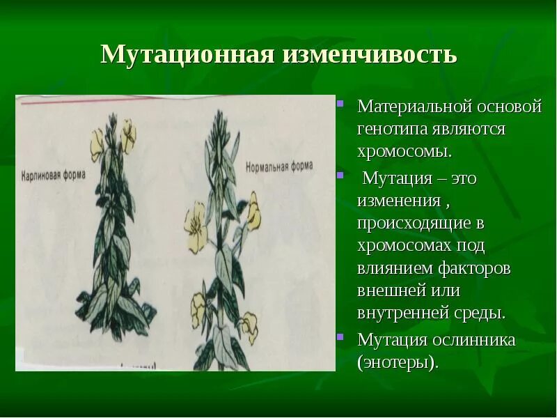 Изменение изменчивости у растений. Мутационная изменчивость примеры. мутационная изменчивость римеры. мутационная изменчивость примеры у растений. мутационная изменчивость изменчивость.