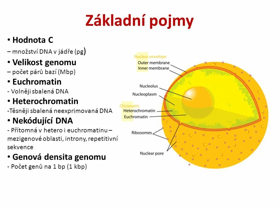 Структурно-функциональная организация интерфазного ядра клетки.. Строение интерфазного клеточного ядра. Структурные компоненты интерфазного ядра. Структура интерфазного ядра рисунок.