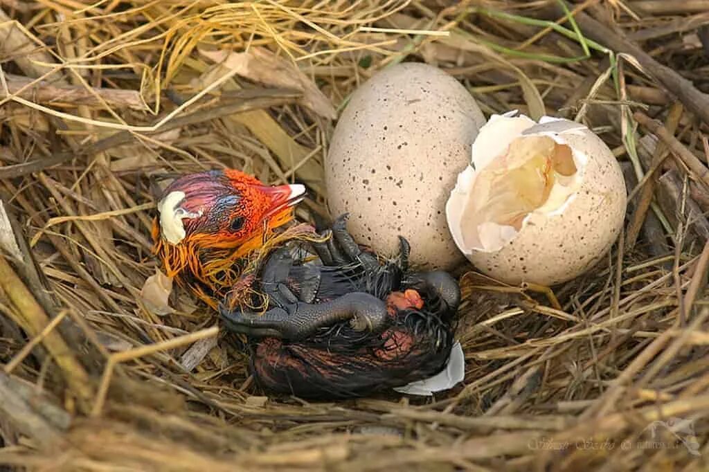 Птицы едят яйца. Снегирь высиживает яйца. Яйца птиц. Яйца снегиря. Яички в гнезде.