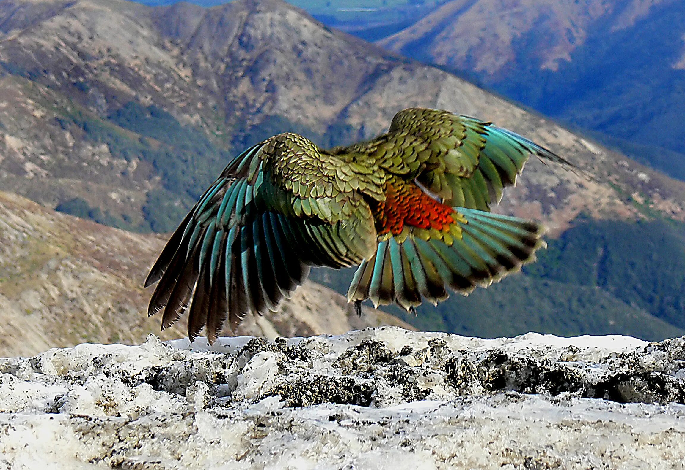 Включи bird. Новозеландский попугай Кеа. Попугай Кеа новая Зеландия. Горный попугай Кеа. Птица Кеа новая Зеландия.