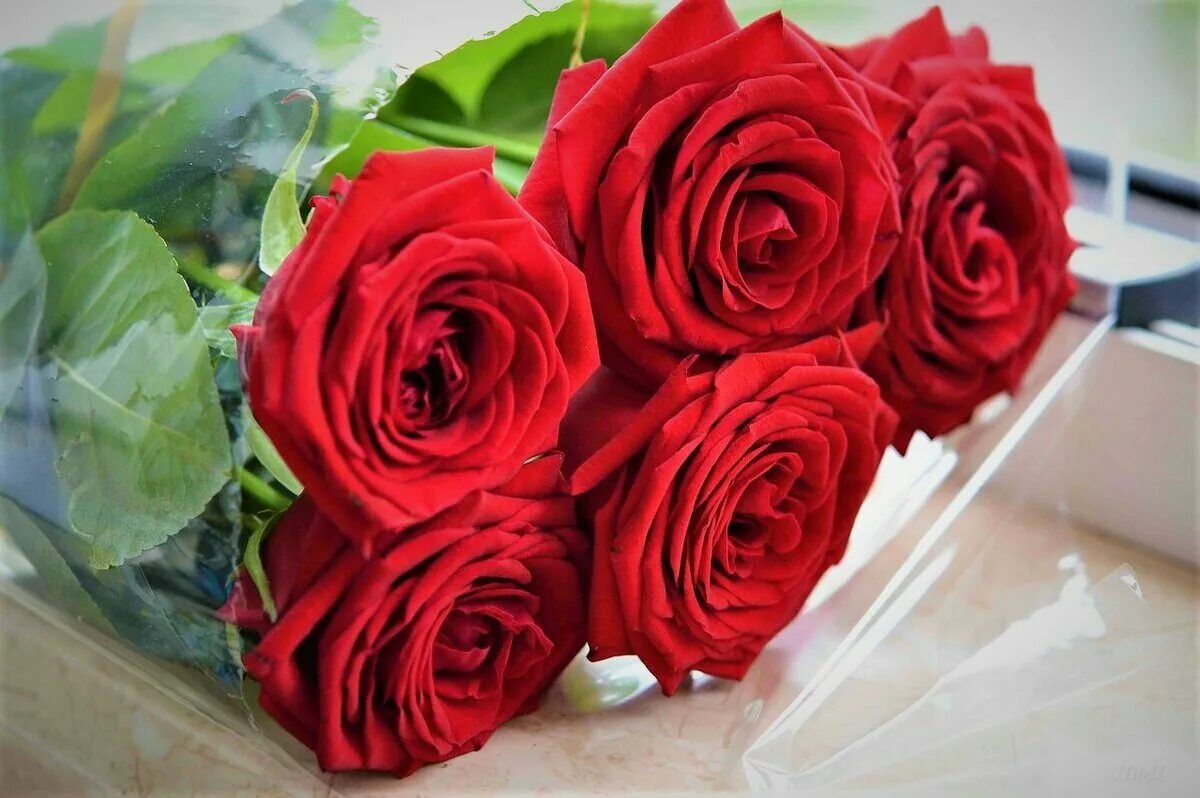 Розы пять штук. Красивый букет роз. Buket krasnix roz. Красные розы. Букет алых роз.