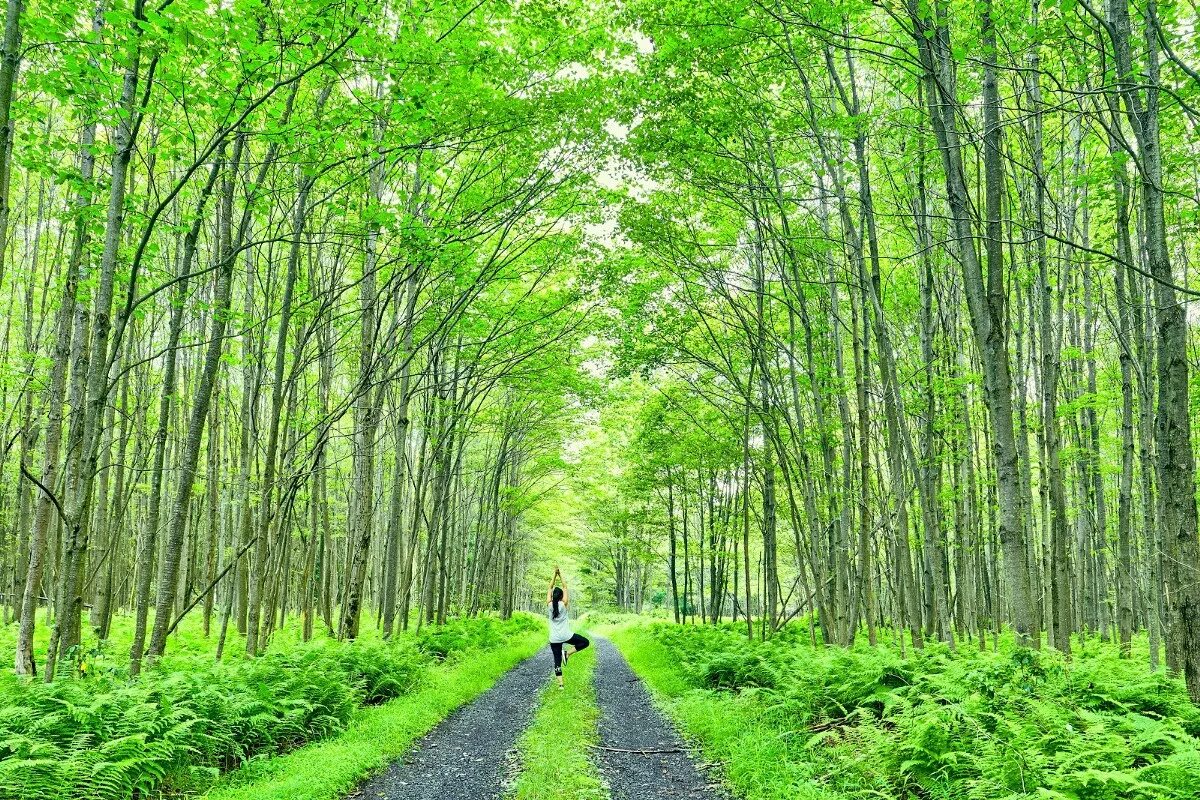 стих про лес короткие. подчеркни основу предложения. про зеленые леса и лесные чудеса. факты о березе. лес наше богатство.