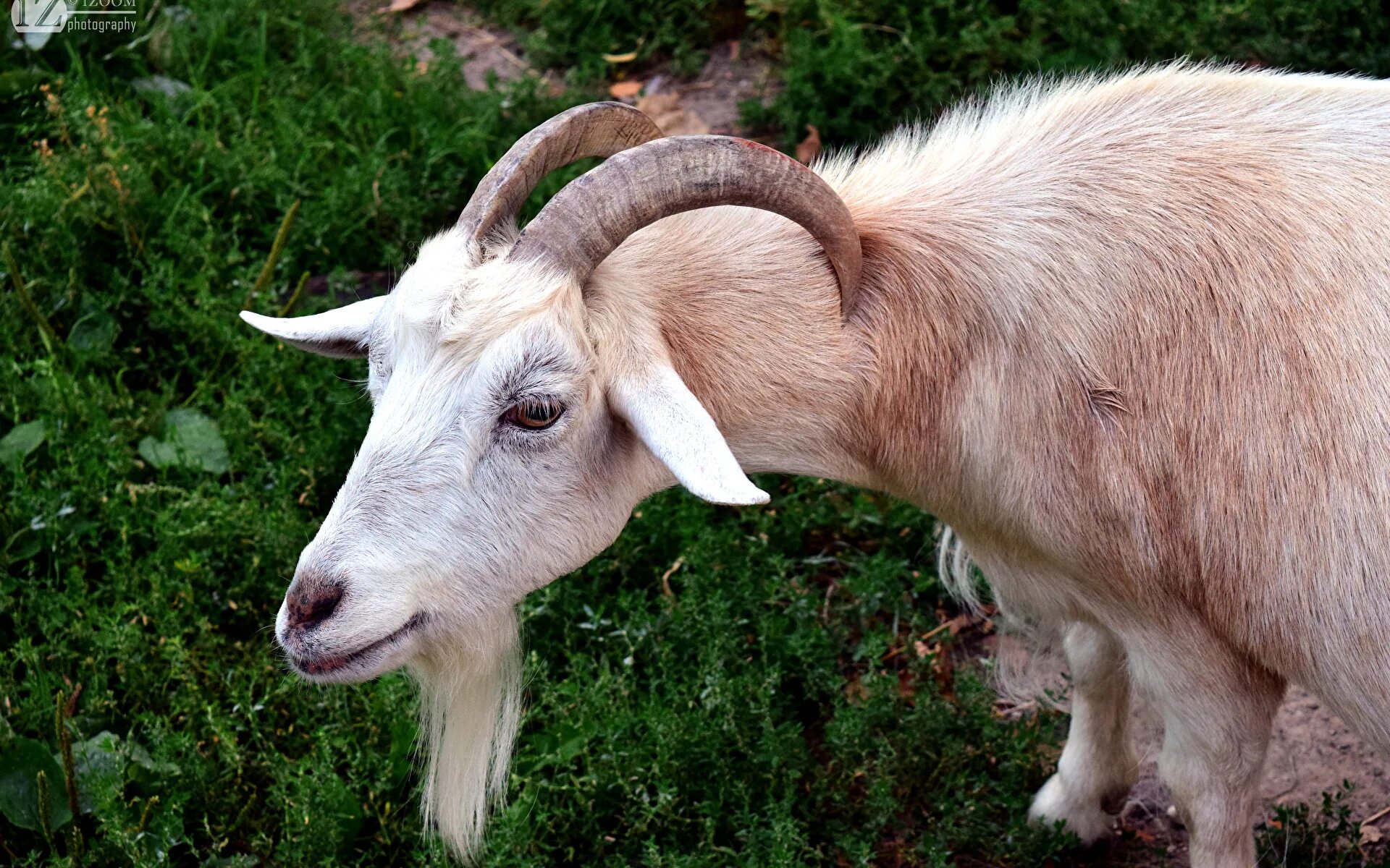 Козел Goat. Рога козы. За. Рога козленка.