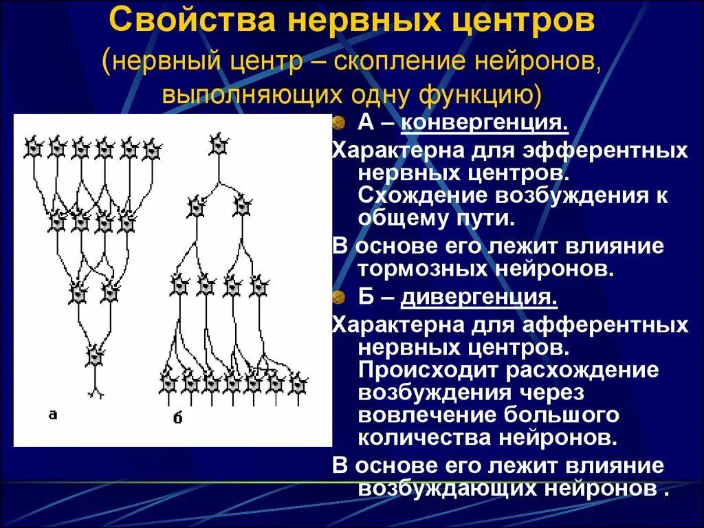 Нервные связи функции. Конвергенция и дивергенция нервных центров. Дивергенция и конвергенция возбуждения в нервных. Нейронные контуры. Нервный центр.