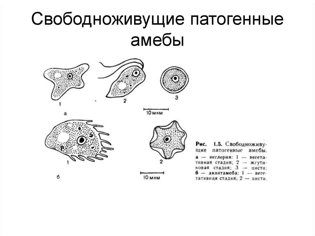 Цикл амебы дизентерийной амебы. Свободноживущие патогенные амебы. Патогенная форма дизентерийной амебы. Дизентерийная амеба свободноживущая. Жизненные формы амебы