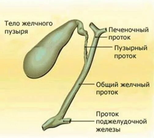 Ductus cysticus