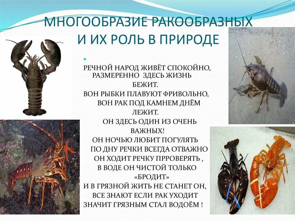 Разнообразие ракообразных и их роли в природе - презентация онлайн