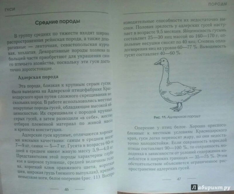 Книга серые гуси