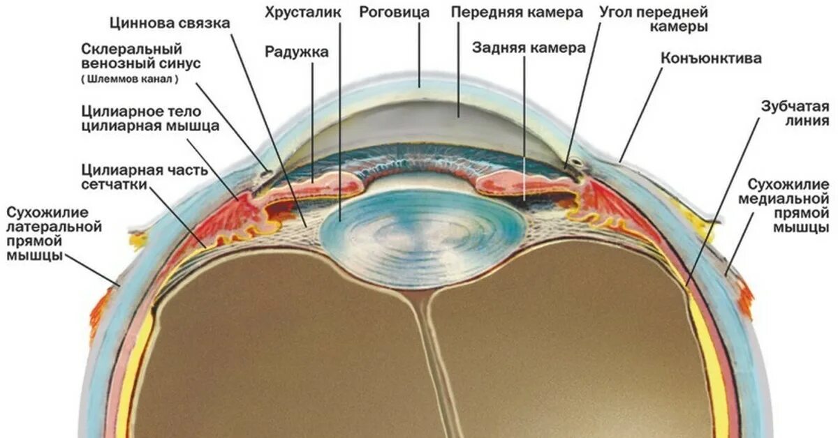 Программа глаз бога glazboga name. Приложение глаз Бога. ИС глаз Бога. Глаз Бога что показывает. Глаз Бога телеграм.