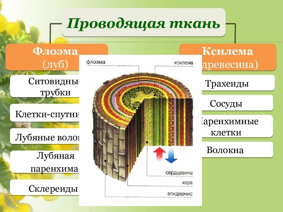 Какие функции выполняют сосуды древесины