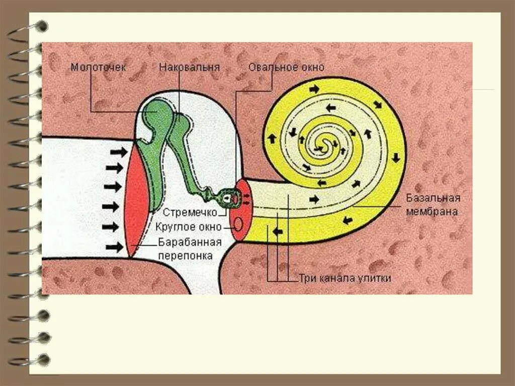 Строение улитки уха. Структура улитки уха. Строение слуховой улитки. Структура улитки внутреннего уха. Мембраны внутреннего уха