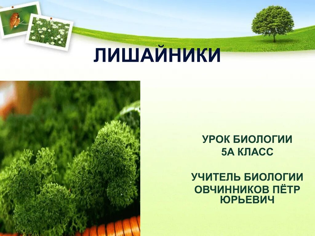 Лишайник урок. Презентация урока биологии "лишайники" (5 класс). Тема урока лишайники 5 класс биология. Урок 5 класс лишайники. Ppt лишайники 5 класс.