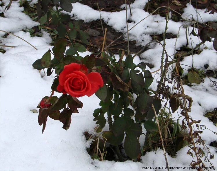 Укрытие плетистых роз на зиму в Подмосковье. Плетистые розы для Подмосковья. Какие розы после зимы