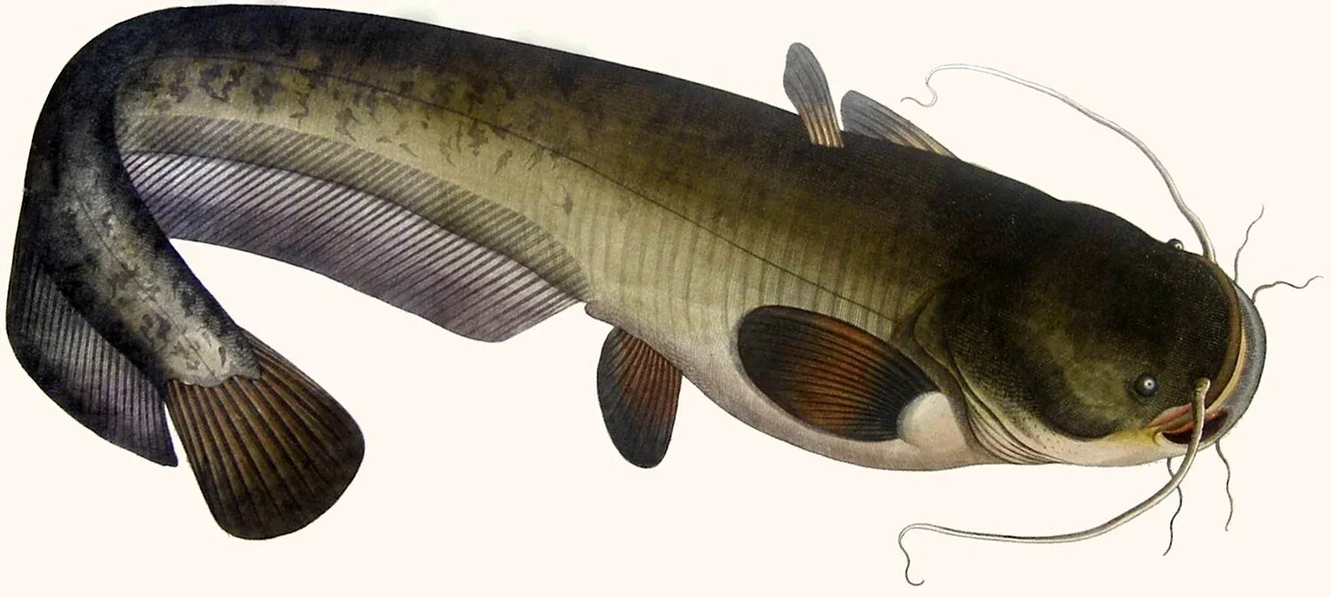 Сом живет. Silurus glanis рыба. рыба сомик речной. европейский сом silurus glanis. обыкнове́нный сом silurus glanis).