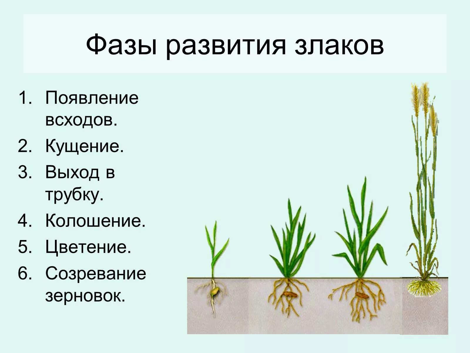 Развитие ячменя. Кущение колошение. Фаза кущения Яровой пшеницы. Кущение злаков. Кущение злаковых растений.