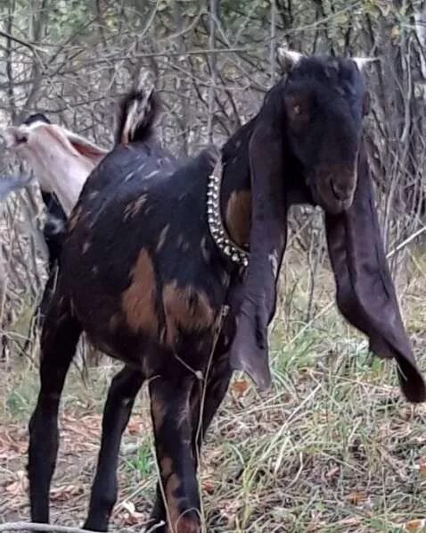 Авито камори. Камори- нубийские. Нубийские козы Камори. Камори англо-нубийские козы. Нубийские козы луннопятнистые.