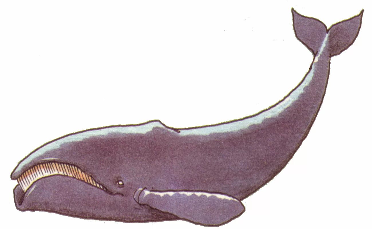 Лонгмановский кит. Южный гладкий кит. Японский кит. Кит фото.
