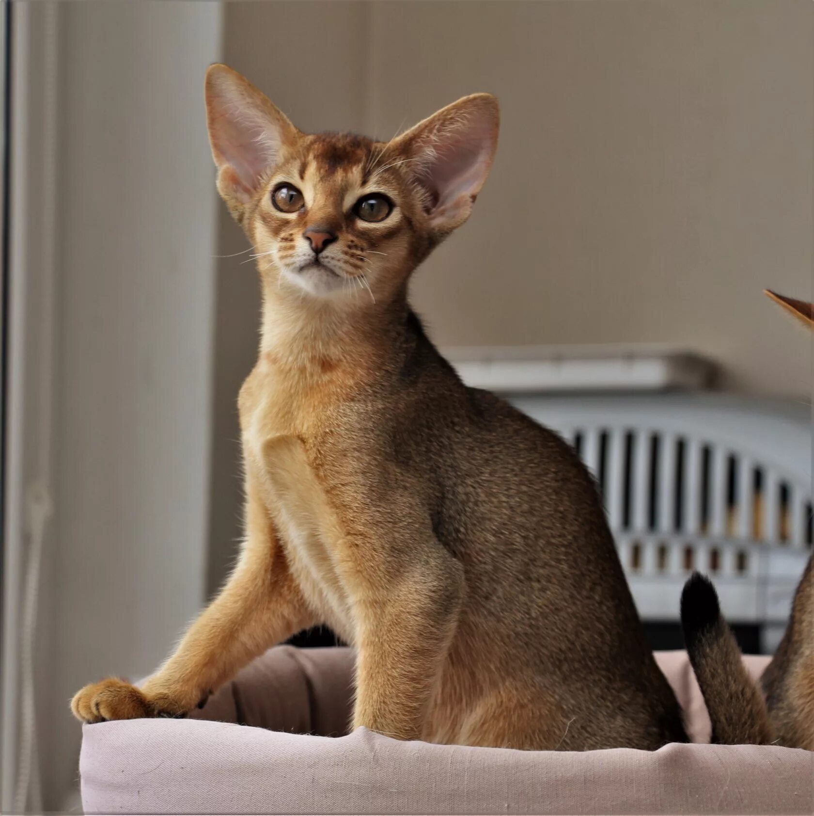 Фотографии абиссинскую породу. Абиссинская кошка. Абиссинская кошка породы кошек. Египетская кошка Абиссинская. Абиссинец Абиссинская кошка.