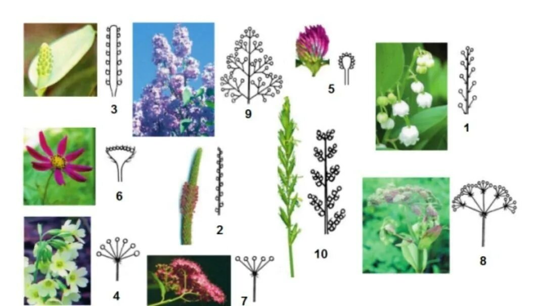 Соцветия 6 класс биология. 10 Соцветий. Типы простых соцветий. Одиночный цветок и соцветие. Какое из перечисленных соцветий относят к сложным