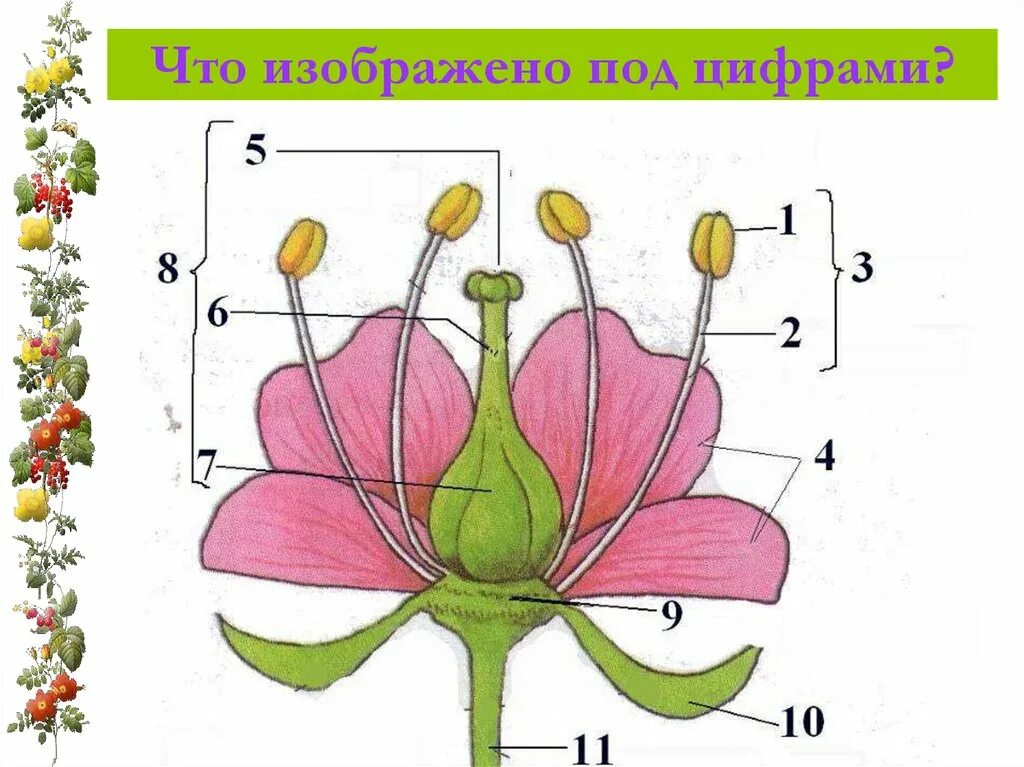 Цветоложе. Строение цветка. Плоское цветоложе. Цветок строение цветка.