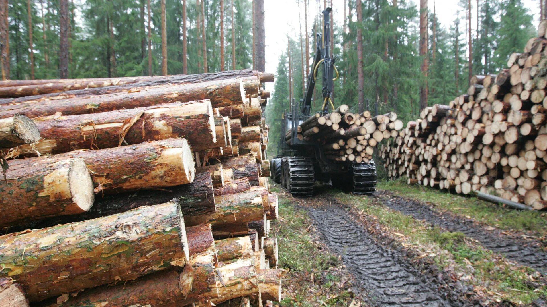 Где можно купить лес. Экспорт леса. Экспорт древесины. Недревесные Лесные ресурсы. Таксация древесной и недревесной продукции леса.